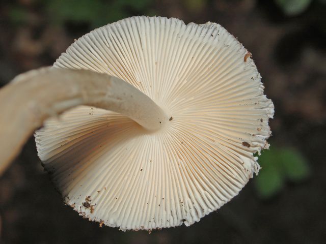 Amanita da determinare
